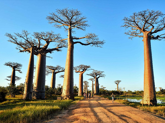 ALLEE DES BAOBABS